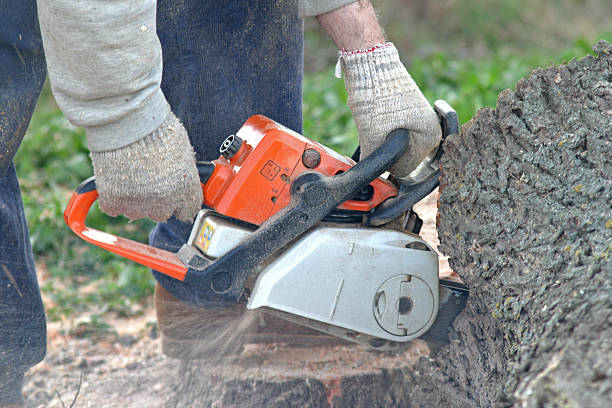 Best Tree Mulching  in Bear Creek Ranch, TX